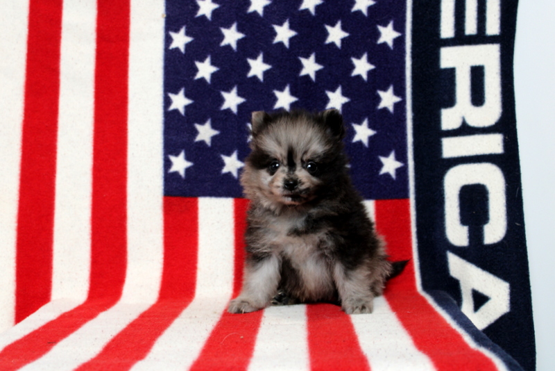 puppy, for, sale, Dorthea, Matthew B. Stoltzfus, dog, breeder, Gap, PA, dog-breeder, puppy-for-sale, forsale, nearby, find, puppyfind, locator, puppylocator, aca